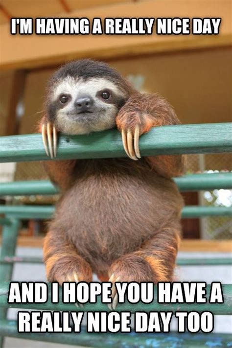 14 Sloth Memes That Will Quickly Make Your Day More Exciting