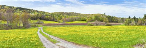 Spring Farm Landscape With Dirt Road And Dandelions Maine