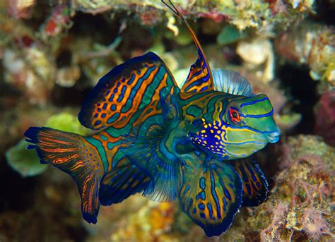 Nejkrásnější Akvarijní Rybičky úžasný Výběr Fotografií Které Si