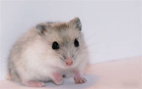 Dwarf Hamster Wallpapers Top Free Dwarf Hamster Backgrounds