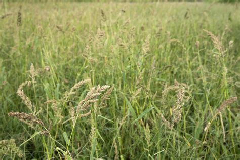 Barnyard Grass Poisoning In Horses Symptoms Causes Diagnosis