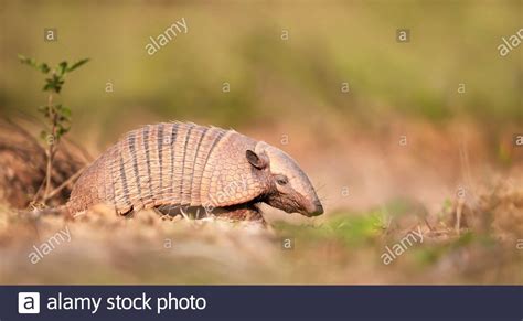 Armadillo Burrow Hi Res Stock Photography And Images Alamy