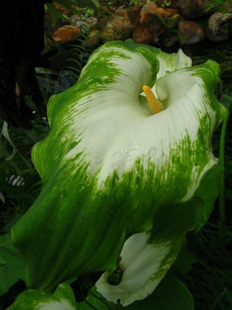 Zantedeschia Aethiopica Green Goddess Wit Varkoor White Arum Lily