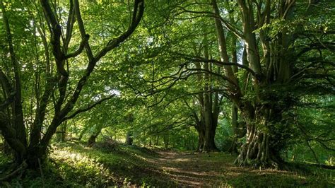 The Difference Between Woods And Forest Woodland Trust