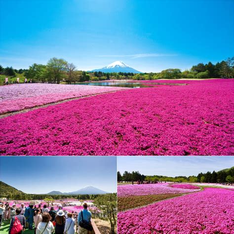 Enjoy Mt Fuji And Beautiful Cherry Blossom Scenery At The Same Time