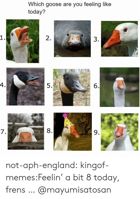 Which Goose Are You Feeling Like Today 2 3 4 5 6 7 8 9