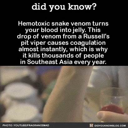 Facts Science Know Venom Did Blood Snake