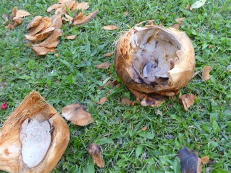 Maui Jungalow Mostly Safe Amateur Coconut Cutting And Opening For