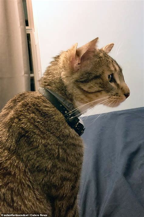 Cat Born With Four Ears And Has Finally Found A Home