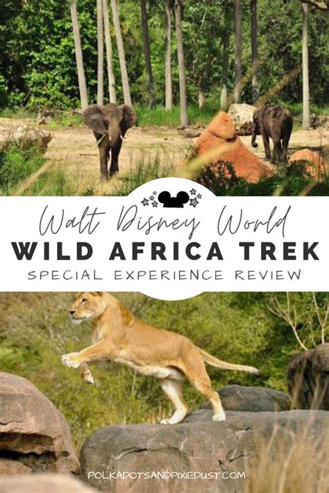 Wild Africa Trek At Disneys Animal Kingdom Behind The Scenes Animal