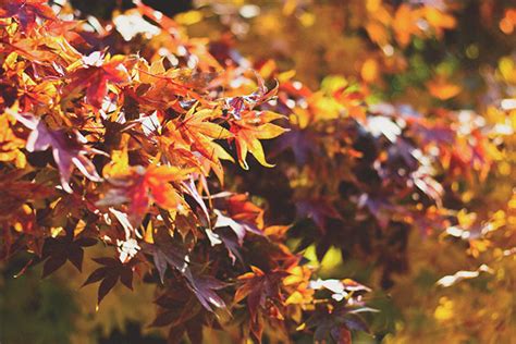 Why Tree Leaves Change Color In Autumn Horticulture