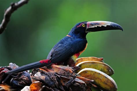 Toucan Birds Beak Animals Parrot Wallpapers Hd Desktop And Mobile Backgrounds