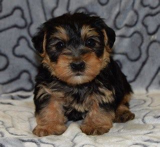 Questions about yorkipoo puppies for sale? Yorkiepoo Puppies for Sale in PA | Yorkiepoo Puppy Adoptions