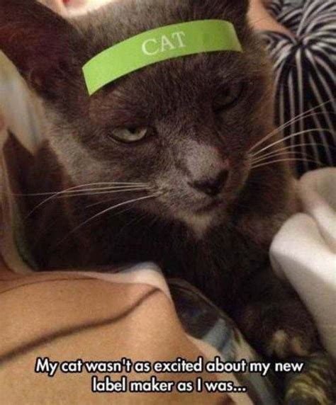 10 Purrfectly Hilarious Cat Memes Guaranteed To Make You Laugh