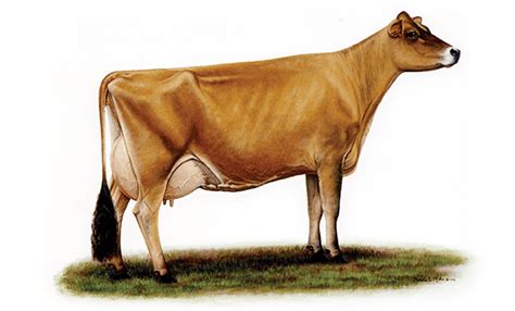 Jersey Cattle Alchetron The Free Social Encyclopedia
