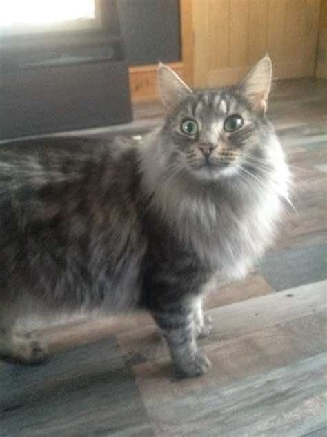 Norwegian Forest Cat For Sale For Sale Adoption From Dalkeith Scotland