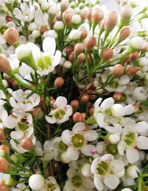Waxflower White Bridal Pearl Waxflower Flowers And Fillers