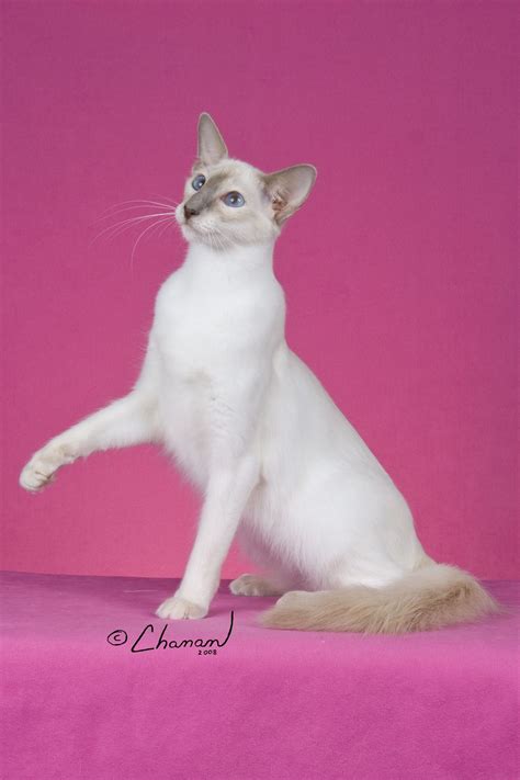 Breed Profile The Balinese Purebred Cats Balinese Cat Beautiful Cats