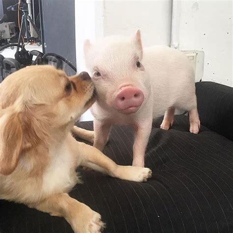 Pigs And Puppies Pigs As Pets Are A Great Idea If You Follow These 7