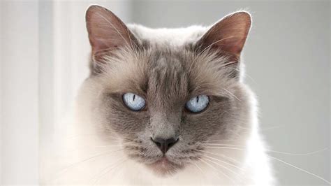 Balinese Cat Breed Profile Information