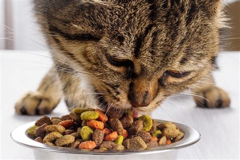 Is Free Feeding Cats The Best Way To Feed Your Cat Catster