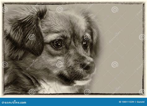 Little Puppy Dog With Big Astonished Eyes Stock Image Image Of