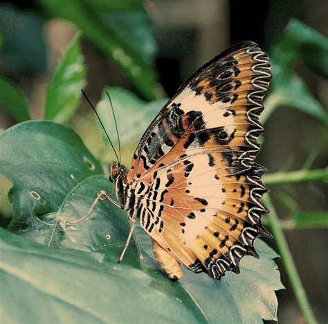Taman Rama Rama 1 | Adhoc outing with family to Taman Rama-r… | Flickr