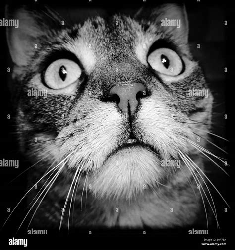Tabby Cat Closeup In Black And White Stock Photo Alamy