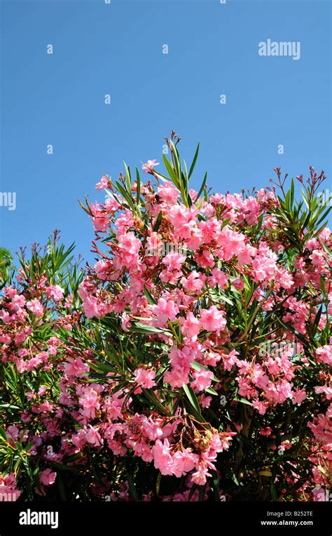 Pink Oleander Flowers Against A Blue Sky Stock Photo Alamy