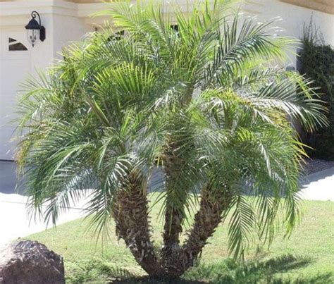 30 Beautiful Small Palm Trees Gardening Ideas For Backyard Palm