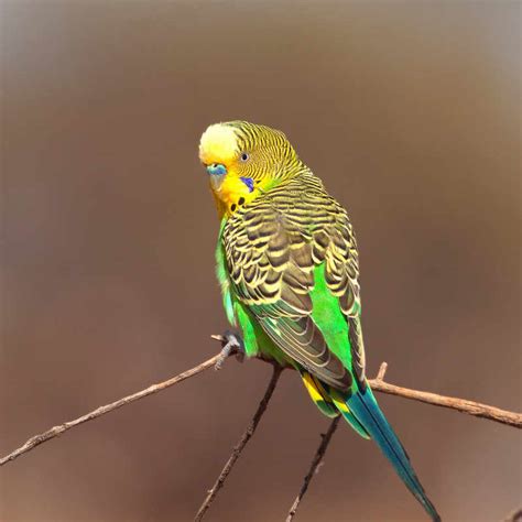 Budgerigars Bush Heritage Australia