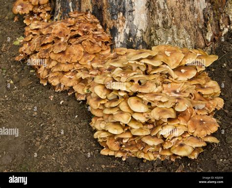 Honey Fungus Armillaria Mellea At Base Of Oak Tree Stump Stock Photo