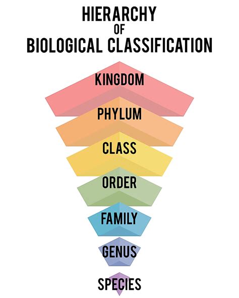 Classification Of Living Things Classification Biolog