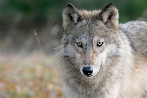 Minnesota Wolf Acting Strangely Towards People Not Normal Behavior