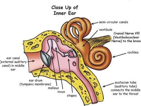 Oval Window Ear Diagram