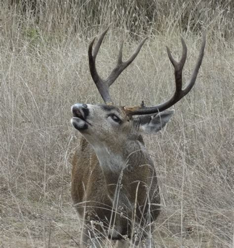 A Photogenic Four Point Buck Mendonoma Sightings