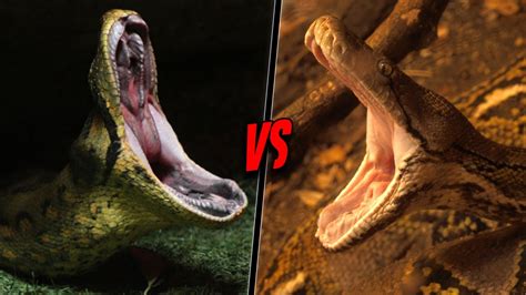 Green Anaconda Vs Reticulated Python Who Would Win Youtube