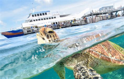 Great Barrier Reef Tour Brand New Waterslide Free Glass Bottom Boat