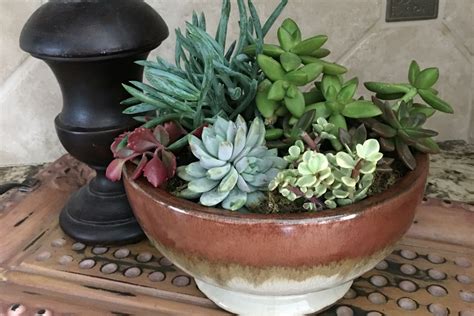 Inside, but of course also making a succulent table: Container Gardening Archives - Trendspot Inc.