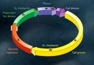 Uma das maiores dúvidas sobre o assunto é em relação às diferenças entre mitose e meiose. Biblioteca Virtual: A diferença entre a Mitose e a Meiose