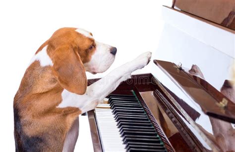 Dog Playing The Piano Stock Photo Image Of Education 23043038