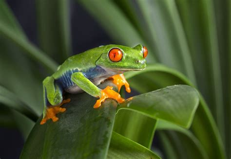 8 Awesome Types of Pet Frogs You Can Keep at Home