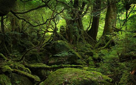 Mossy Forest Sight Wallpaper Wald Tapete Landschaftsbau