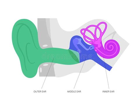 Ear Anatomy Diagram Stock Vector Illustration Of Drum