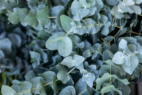 Eucalyptus Baby Blue FloraLife