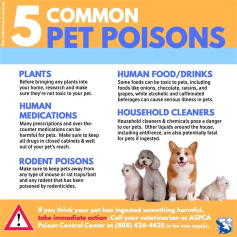 Pet Poison Prevention Tips Dundee Animal Hospital