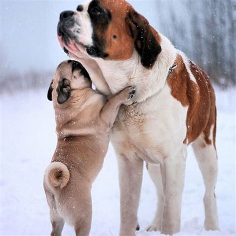 14 Pugs That Love To Hug