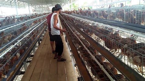 Check spelling or type a new query. Vaksin Ayam petelur umur 14 minggu - YouTube