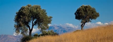They refuse to surrender to god's word and god's will. The Two Olive Trees in the Bible | Revelation 11 - Sponsor ...