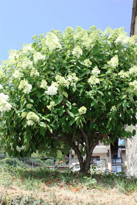 This arching shrub boasts a mass of white flowers in spring and colorful orange or reddish foliage in fall. 7 Fast-Growing Shrubs | Arbor Day Blog